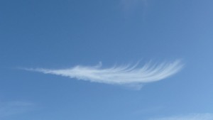 feather in sky